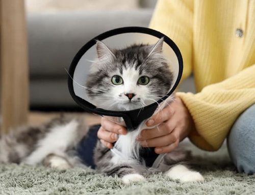 When to Spay or Neuter Your Cat
