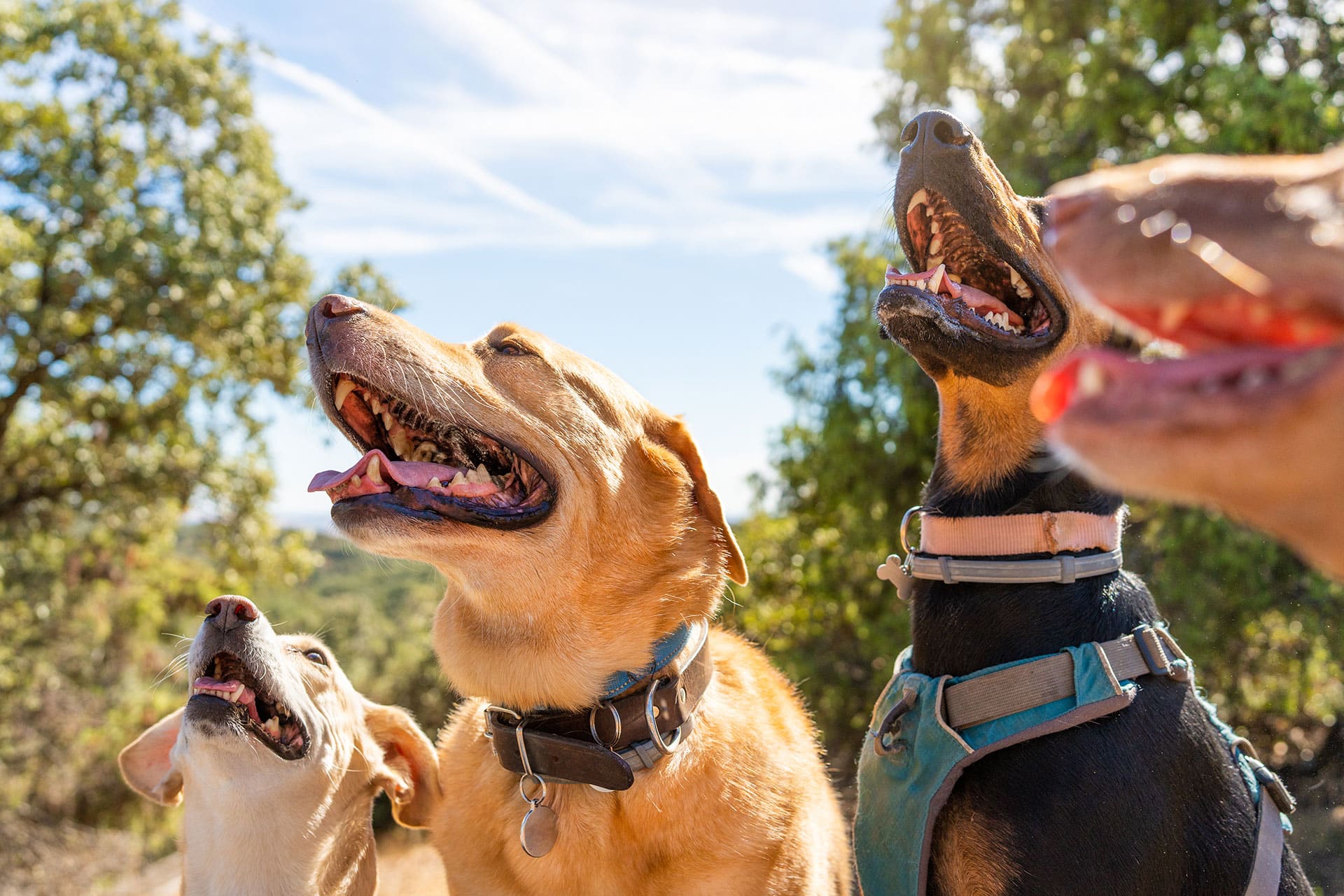 Four dogs with open mouths sit outdoors on a sunny day, with trees and blue sky in the background. The dogs are close together, and appear happy and excited.