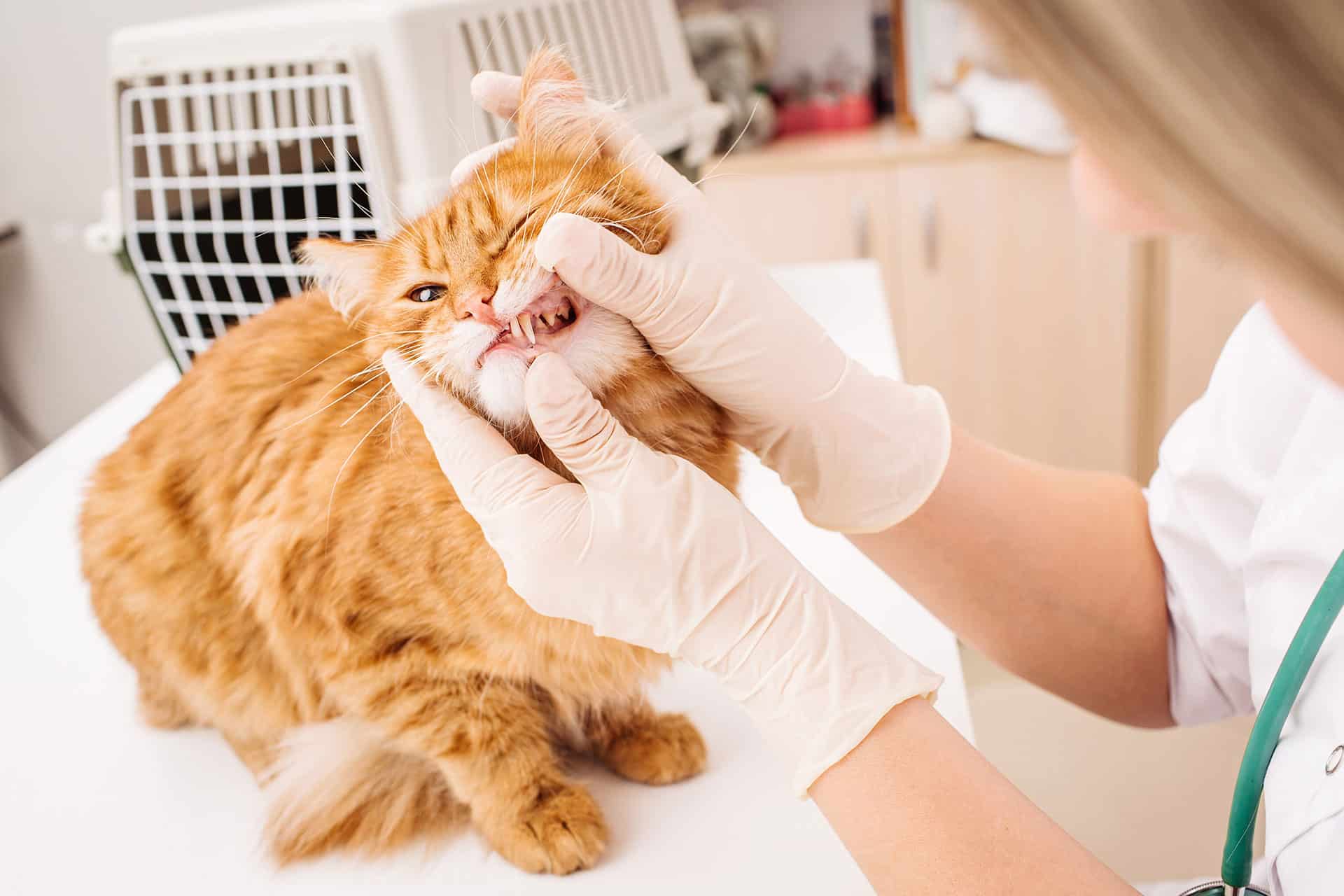 A veterinarian wearing gloves gently examines the teeth of an orange long-haired cat on an exam table, with a pet carrier in the background.