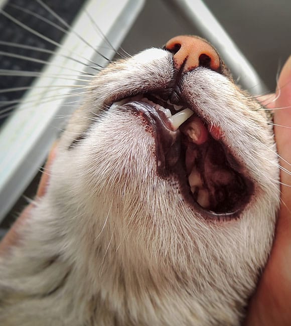 Close-up of a cat’s mouth being gently held open for cat teeth cleaning, revealing its sharp upper fang and pink nose, with fur visible around the muzzle.