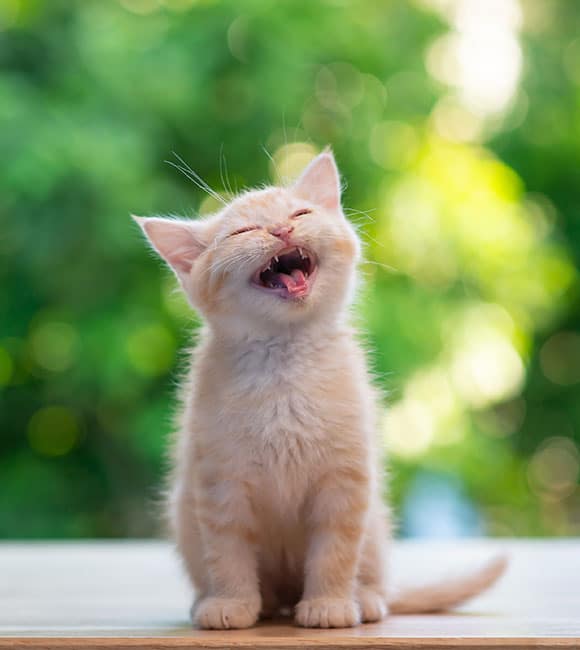 A fluffy light-orange kitten sits on a wooden surface, eyes closed and mouth open as if meowing or yawning—perhaps showing off those pearly whites in need of some cat teeth cleaning—against a blurred green background of foliage.