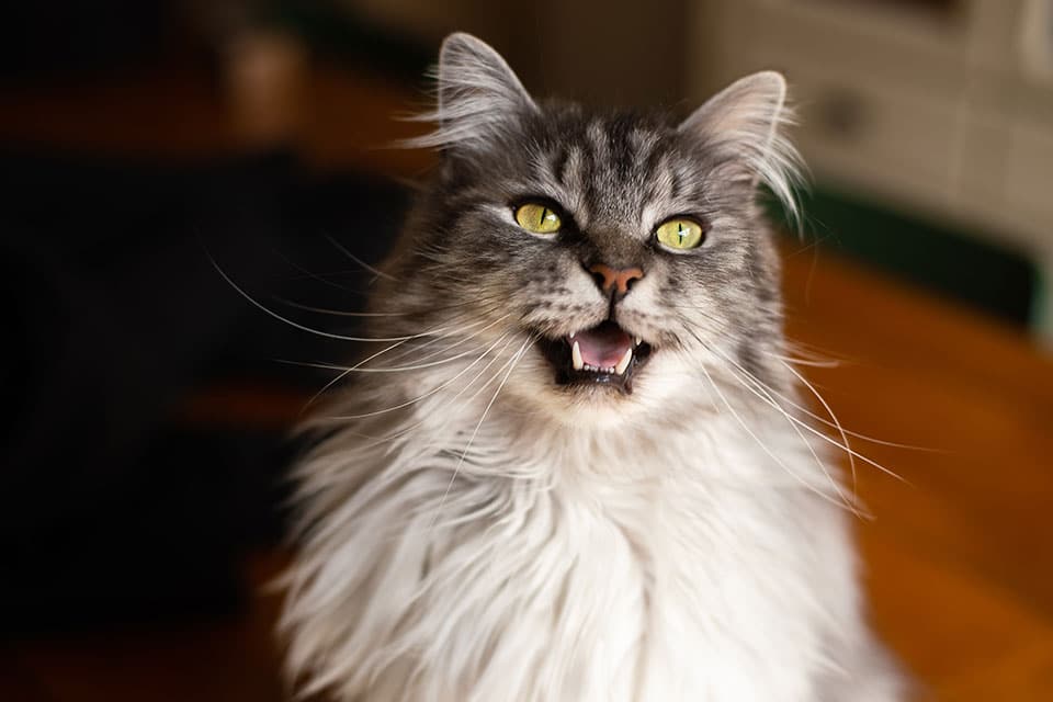 A fluffy gray tabby cat with green eyes sits indoors, looking at the camera with its mouth open as if meowing. Warm light highlights its soft fur.