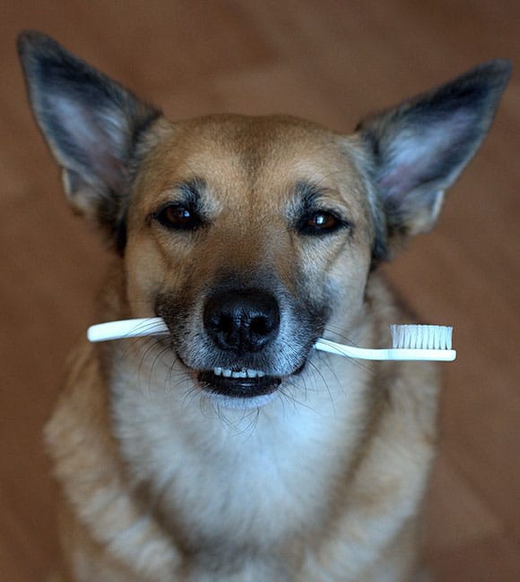 A brown dog with upright ears looks at the camera while holding a white toothbrush in its mouth, ready for dog teeth cleaning. The background is a blurred wooden floor.