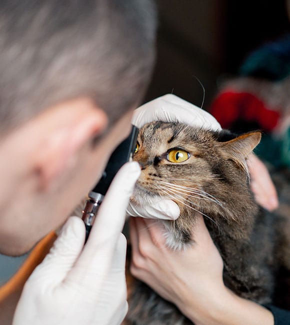 At an affordable vet clinic, a veterinarian wearing white gloves examines the eye of a long-haired brown and black cat using an ophthalmoscope.