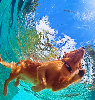 A golden-brown dog swims underwater in a clear blue pool, seen from below, with sunlight and clouds reflected on the water’s surface—perfect for a blog capturing joyful summer moments.