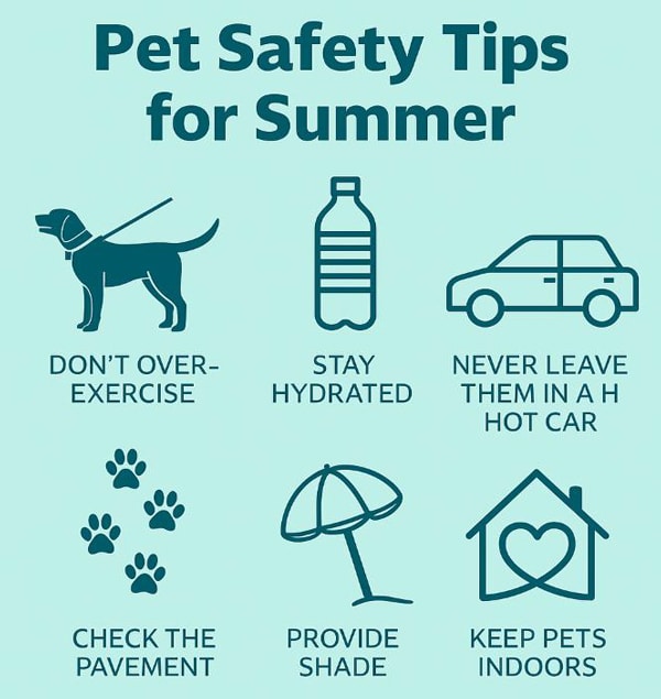 Infographic from Bliss Animal Hospital titled "Pet Safety Tips for Summer" . It features six icons with tips: Don’t over-exercise, Stay hydrated, Never leave them in a hot car, Check the pavement, Provide shade, and Keep pets indoors.