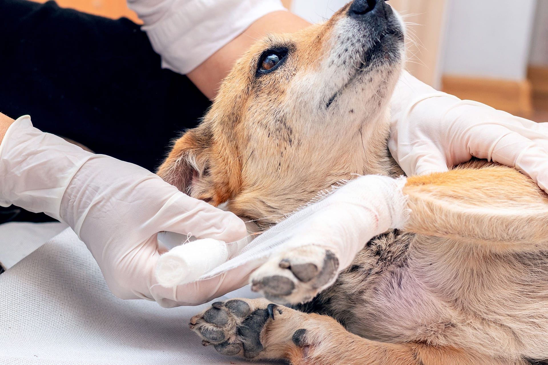 A person wearing white gloves gently bandages the front leg of a light brown dog lying on its side, suggesting the dog is receiving medical care for an injury.