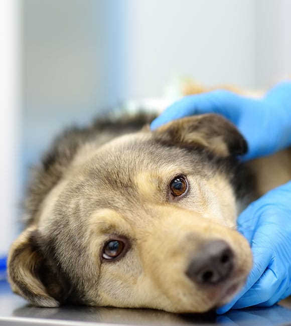 A sad-looking dog lies on a table while a person wearing blue medical gloves gently comforts it, suggesting a caring visit at an affordable vet clinic or during a medical examination.