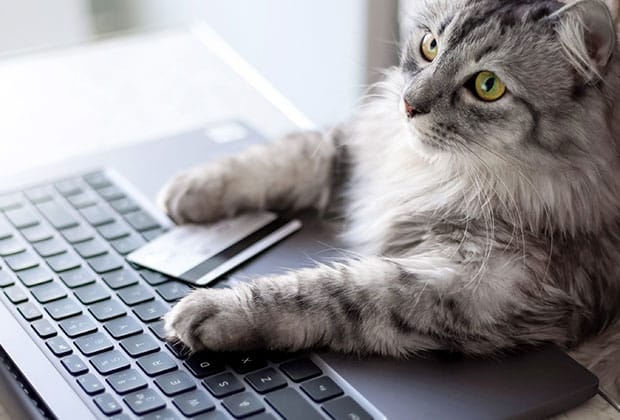 A fluffy gray cat lies on a laptop keyboard with one paw on a credit card, looking off to the side—perhaps searching for an affordable vet clinic online.