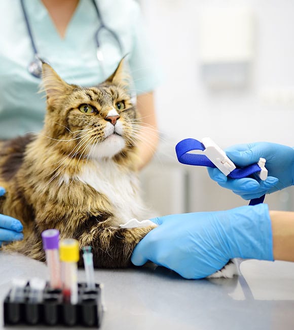 A veterinarian at an affordable vet clinic, dressed in scrubs and gloves, draws blood from a calm, long-haired cat on an exam table. Blood samples in test tubes sit nearby.