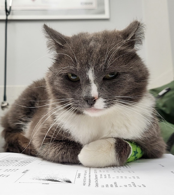 A grey and white cat with a green bandage on its front leg lies on a table with papers, looking sleepy or displeased. The clinical, indoor setting suggests an affordable vet clinic focused on caring for pets.