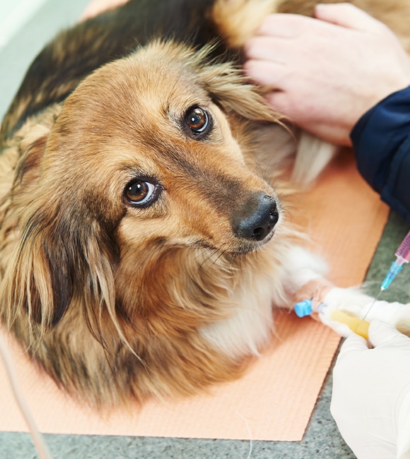 A brown and tan dog lies on an orange mat, looking up with wide eyes as a person at an affordable vet clinic gently administers an IV injection into its front leg.