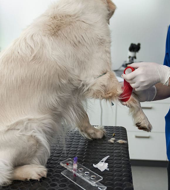 At an affordable vet clinic, a veterinarian wraps a red bandage around the front leg of a light-colored dog sitting on an exam table, with medical supplies and a blood sample visible nearby.