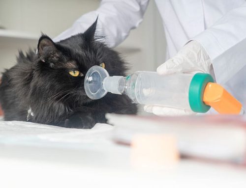 Feline Asthma Treatment Orange County, CA