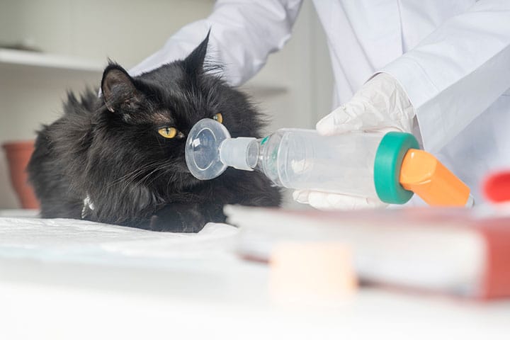 A black cat is lying on a table while a person in white gloves holds an oxygen mask to the cat’s face, suggesting a veterinary medical procedure.