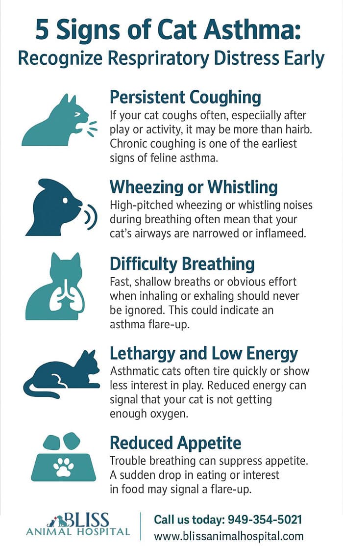 Infographic from Bliss Animal Hospital showing five signs of cat asthma with teal icons and clean typography, including persistent coughing, wheezing, difficulty breathing, and lethargy.