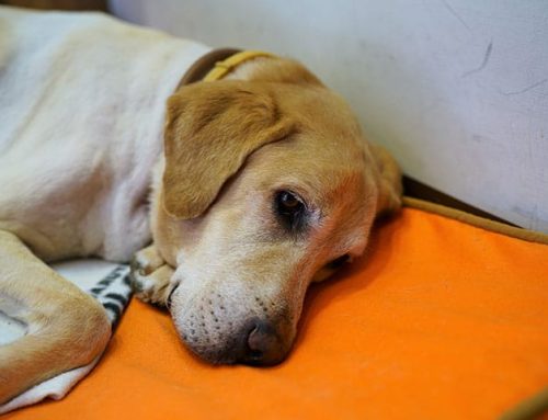 Canine Distemper Dogs Orange County, CA