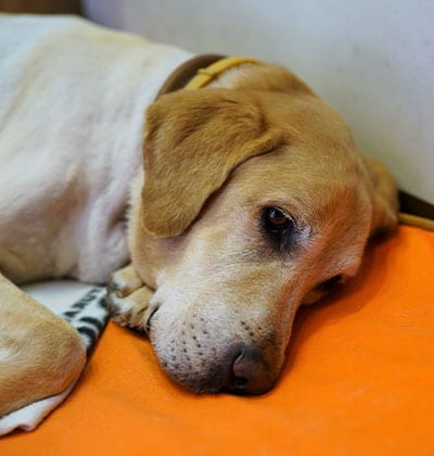A yellow Labrador retriever lies on its side on an orange blanket, looking sad or tired, with its head resting on the floor—perfect for a heartfelt blog about pets and their emotions.