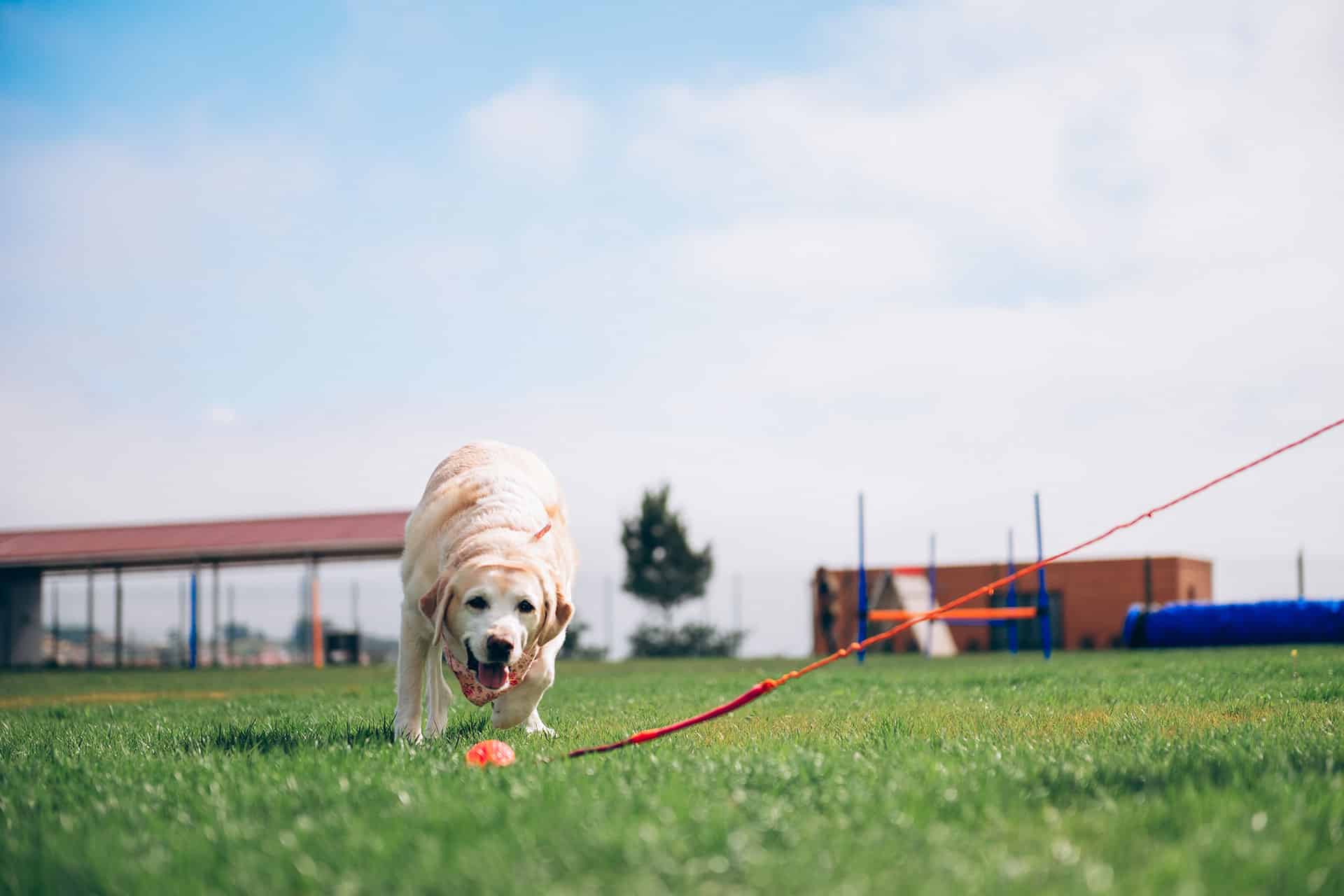 A yellow Labrador retriever on a leash stands on green grass, facing the camera with a pink ball nearby. Out-of-focus agility equipment and a building are visible in the background under a blue sky.