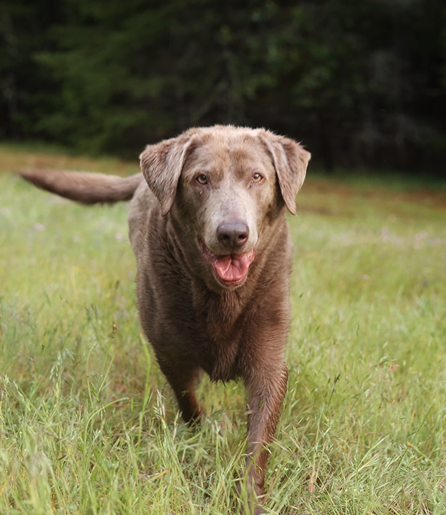 A brown dog with a slightly graying muzzle stands in a grassy field, looking directly at the camera with its mouth open and tongue out. The background is blurred with trees.
