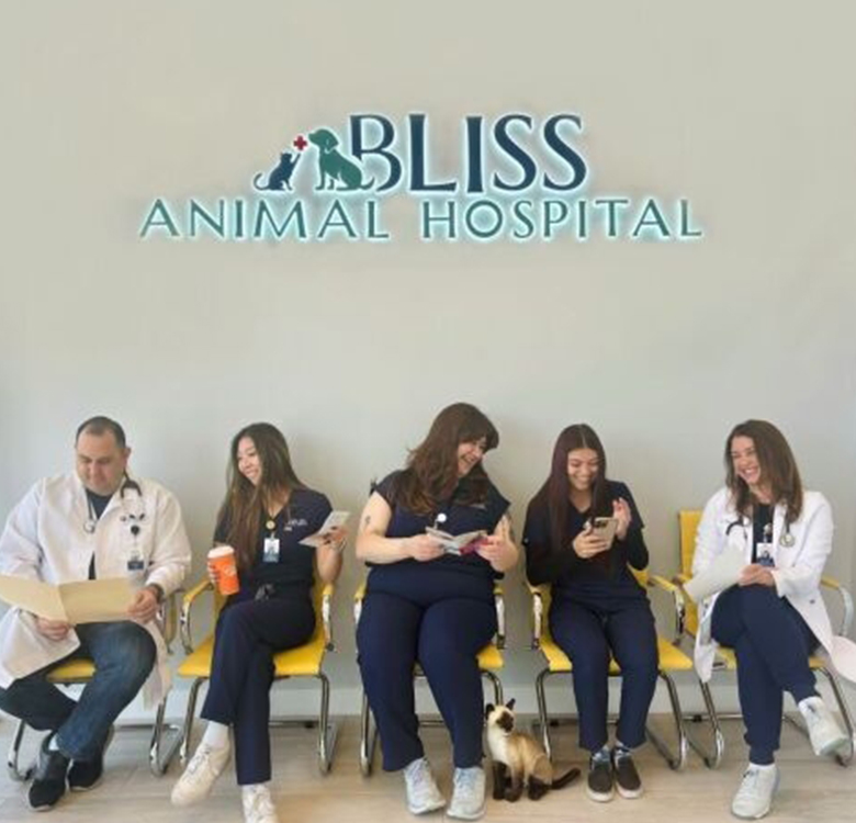 Five veterinary professionals in uniforms sit on yellow chairs beneath a "Bliss Animal Hospital" sign; a cat sits on the floor between them. They appear relaxed, chatting, reading, or using their phones.