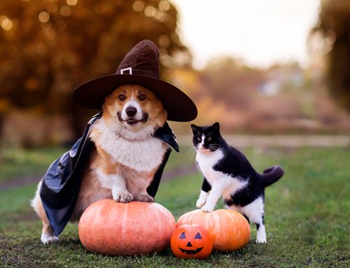 Halloween Pet Safety Tips Orange County, CA
