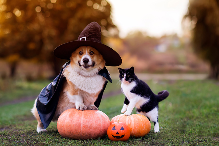A corgi wearing a witch hat and cloak sits on a pumpkin next to a black and white cat. Both are outdoors on grass with another pumpkin and a small Jack-o’-lantern decoration nearby. The background is blurred autumn scenery.