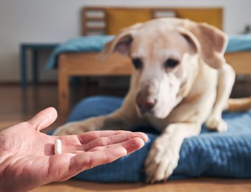 How to Deworm a Dog Orange County CA