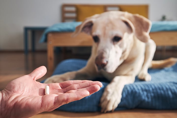 A hand holding a white pill in the foreground, with a yellow Labrador Retriever lying on a blue dog bed in the background, looking at the pill.