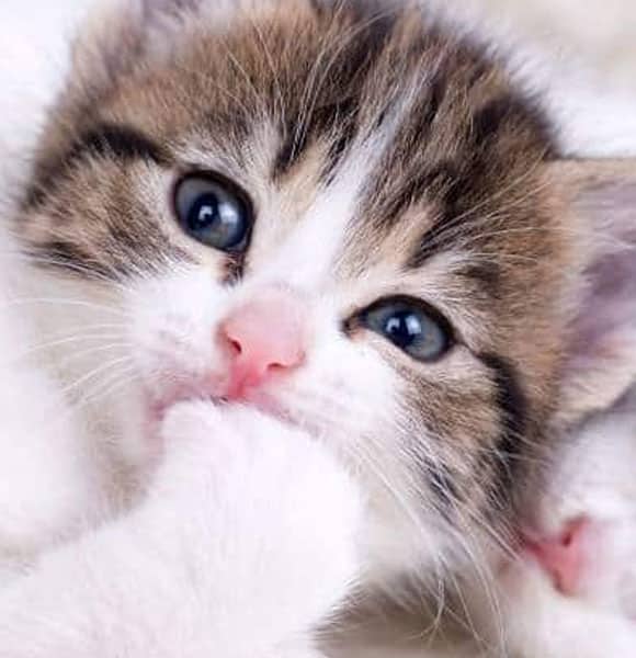 Close-up of a cute kitten with blue eyes, brown and white fur, and a pink nose, holding its paw near its mouth while looking toward the camera.