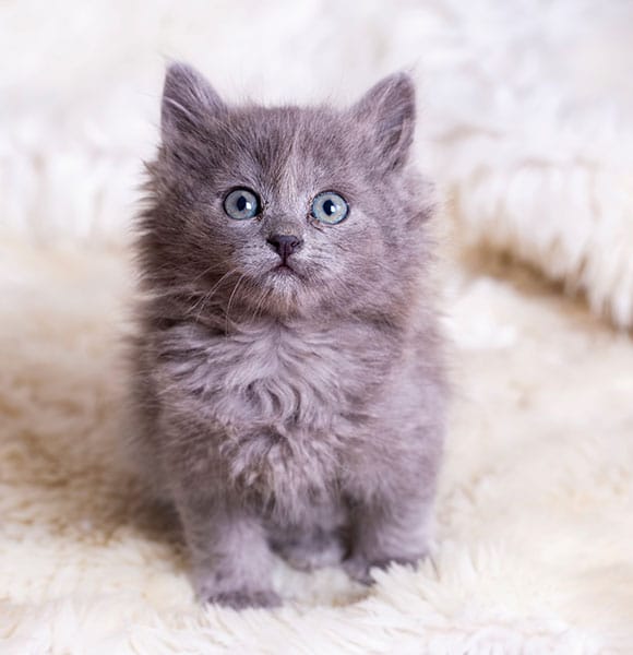 A fluffy gray kitten with blue eyes sits on a soft, cream-colored blanket, looking up with a curious expression.