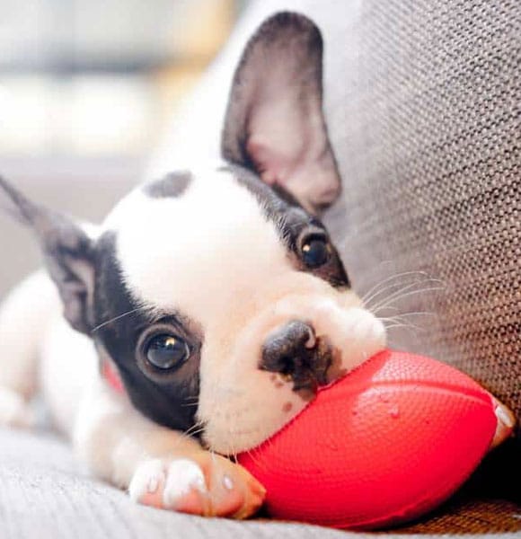 A black and white French Bulldog puppy lies on a gray couch, playfully biting a small red football-shaped toy.