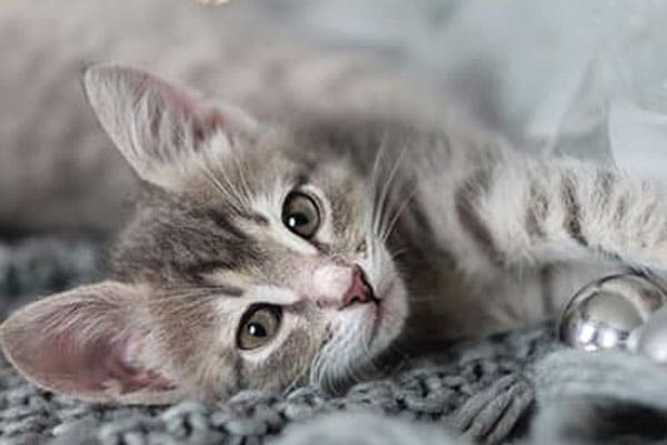 A gray tabby kitten with big eyes lies on a knitted gray blanket, looking at the camera. Its front paws are stretched out and there is a shiny silver ball nearby.