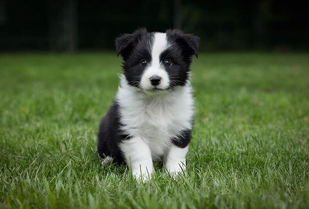 A black and white puppy with fluffy fur sits on green grass, looking directly at the camera. The background is blurred, drawing focus to the playful puppy.