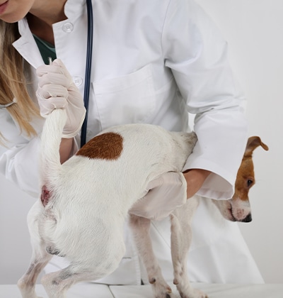 A veterinarian in a white coat and gloves lifts the tail of a small white and brown dog, examining its hindquarters on a white examination table for a detailed blog post about pet health checks.