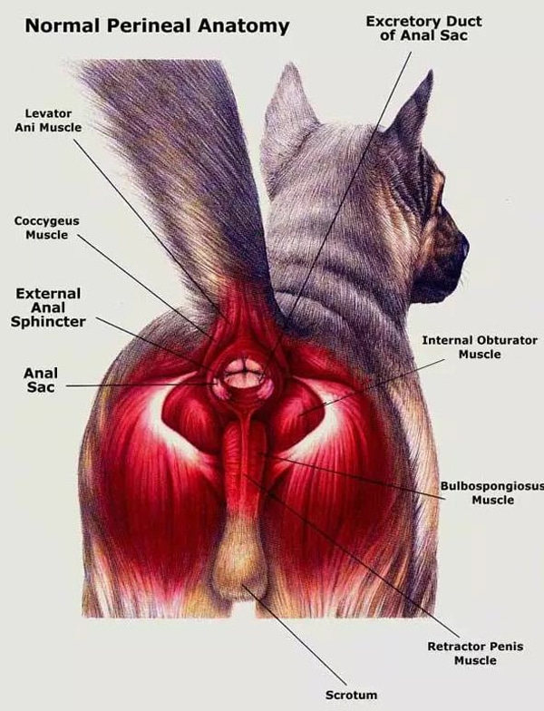 Diagram of a dog’s rear showing labeled perineal anatomy including muscles, anal sac, external anal sphincter, excretory duct, scrotum, and other anatomical structures. The view is from behind with the tail lifted.