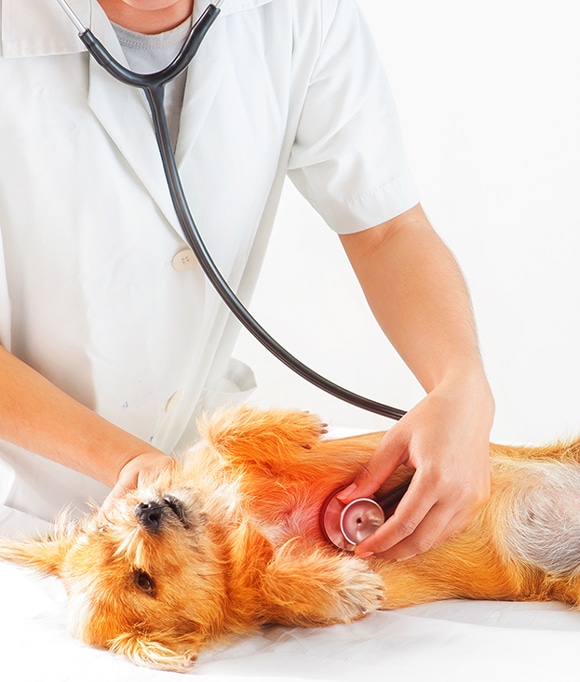 A veterinarian uses a stethoscope to examine the belly of a small brown dog lying on its back on an examination table. The dog looks relaxed and the vet is wearing a white coat.