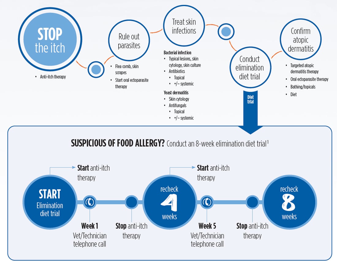 A flowchart for managing canine skin allergies: steps include stopping itch, ruling out parasites, treating skin infections, confirming atopic dermatitis, and an 8-week elimination diet trial with progress checks at weeks 4 and 8.