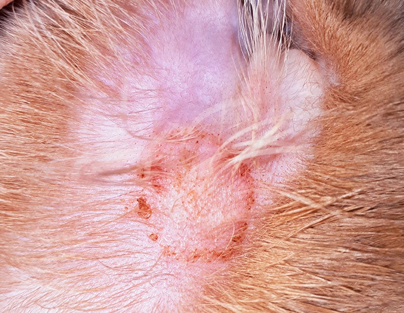 A close-up of a pet's skin showing redness, scabs, and irritation, surrounded by fur. Some fur is parted to reveal the affected area.