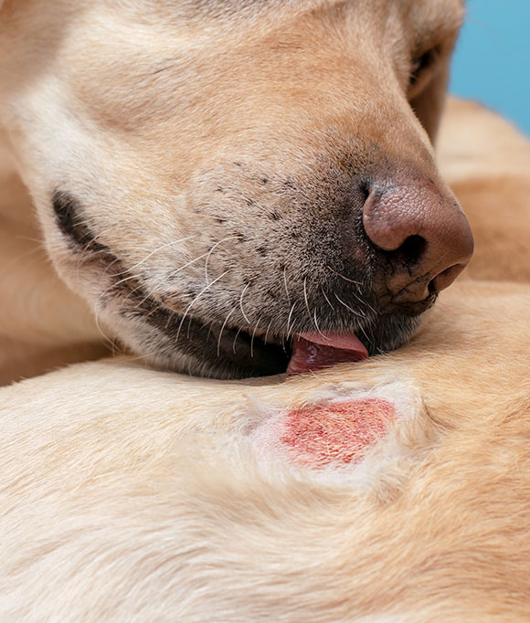 A close-up of a dog licking a red, irritated patch of skin on its body, possibly a hot spot or wound, against a light blue background.