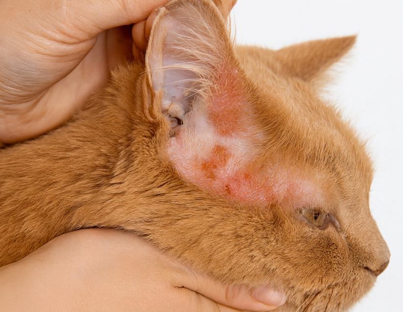Close-up photo of a cat’s ear with visible redness, inflammation, and sores caused by dermatitis, held gently by a person’s hand against a light background.