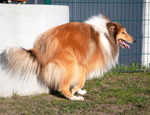 Dog Diarrhea: Symptoms, Causes, and Treatment Orange County, CA