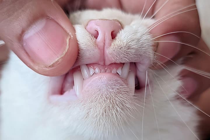 A close-up of a person gently lifting a white cat's upper lip to reveal its small, sharp teeth and pink gums.