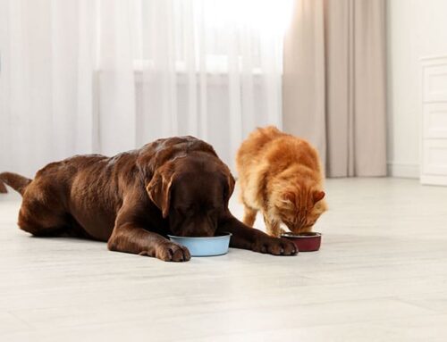 Pet Nutrition & Weight Management for Dogs and Cats