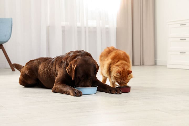 A brown dog and an orange cat eat from separate bowls on a light-colored floor in a bright, modern room.