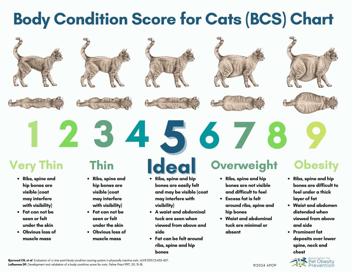 Body Condition Score chart for cats showing a 9-point scale from very thin to obese, with illustrations demonstrating rib visibility, waist shape, abdominal fat, and overall body condition used to evaluate healthy weight.
