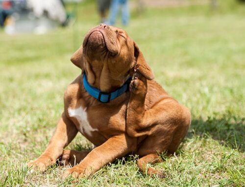 Why Is My Dog Scratching So Much? Itchy Skin Causes & Treatment | Orange County, CA