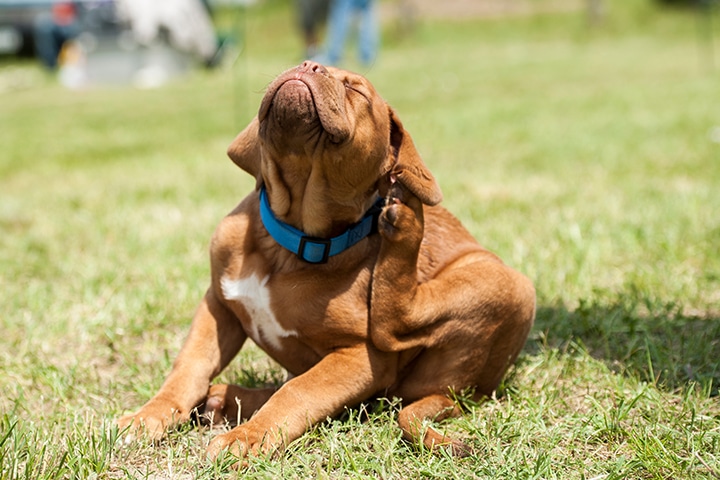 A brown puppy with a blue collar sits on green grass, tilting its head back and scratching its neck with a hind leg on a sunny day.