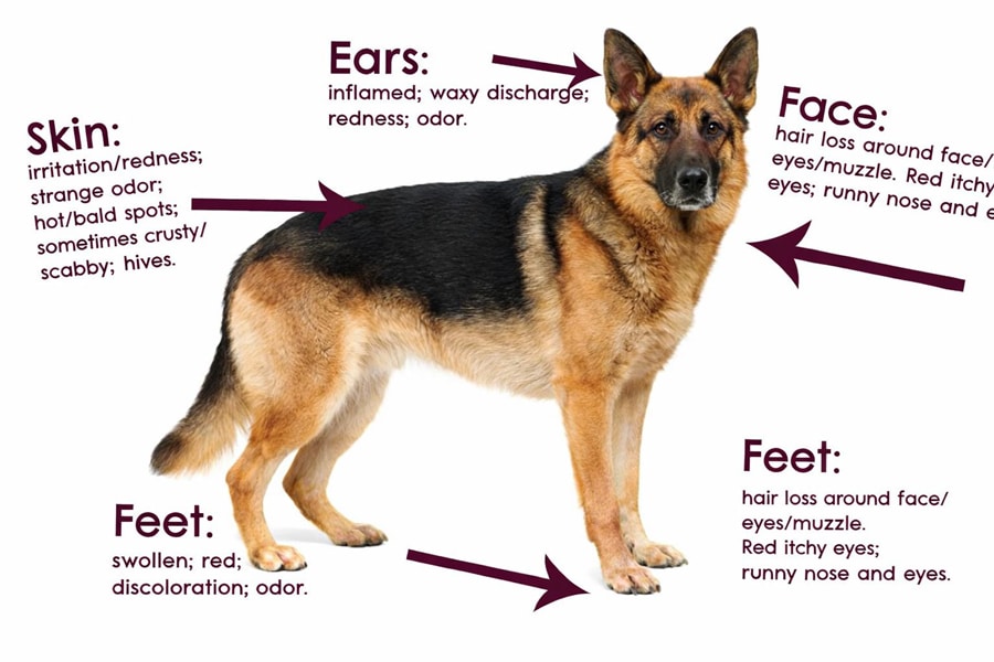 Illustration of a dog with arrows pointing to ears, face, paws, and skin, showing common allergy symptoms such as redness, swelling, hair loss, itching, and discharge.
