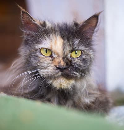 A close-up perfect for a blog: a long-haired tortoiseshell cat with striking yellow-green eyes and a mix of black, brown, and orange fur, gazing directly at the camera.